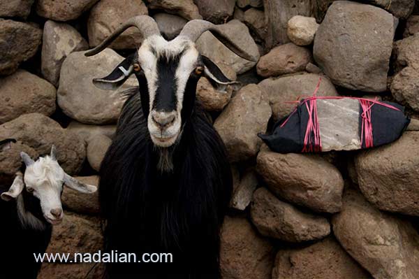  Goats, licks salt for “Salt Sculpture” project