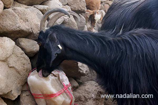  Goats, licks salt for “Salt Sculpture” project