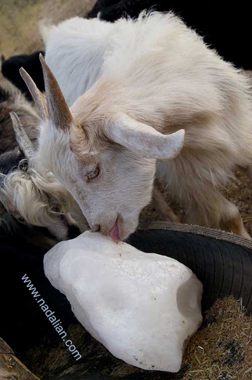  Goat, licks salt for “Salt Sculpture” project