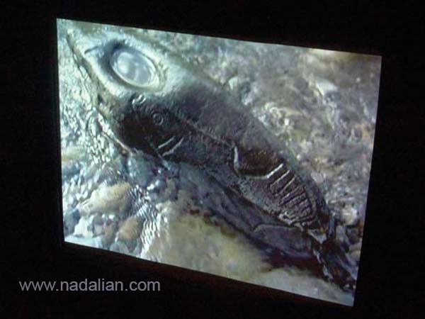 از نمونه های هنر ویدئو ماهی های سنگی در رودخانه در نمایشگاه 2007 امریکا
