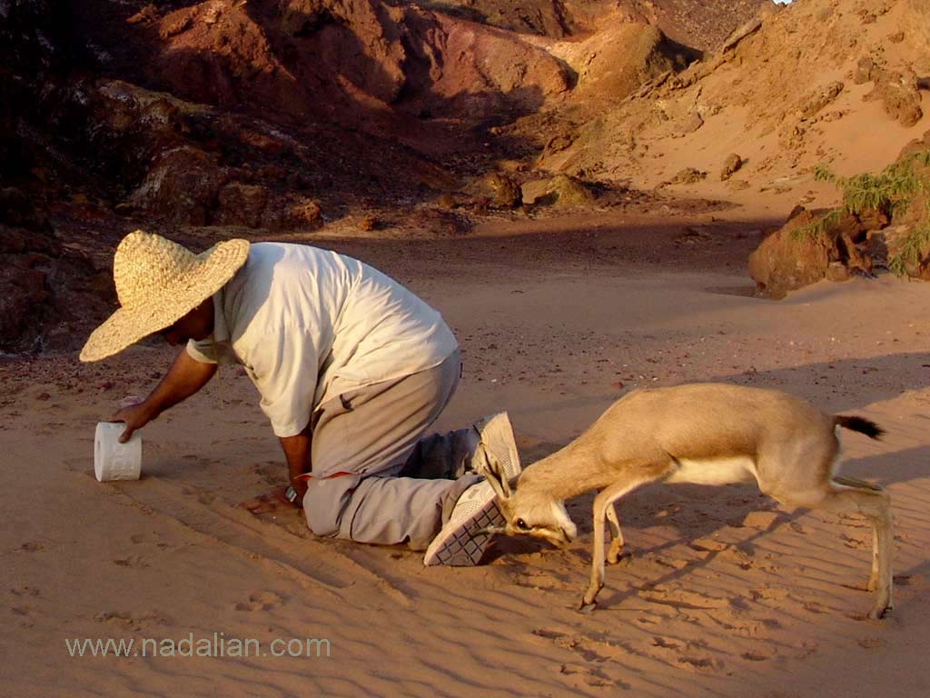 Play of deer with Ahmad Nadalian when he printing his cylindrical seals on the sand beach, Hormuz Island