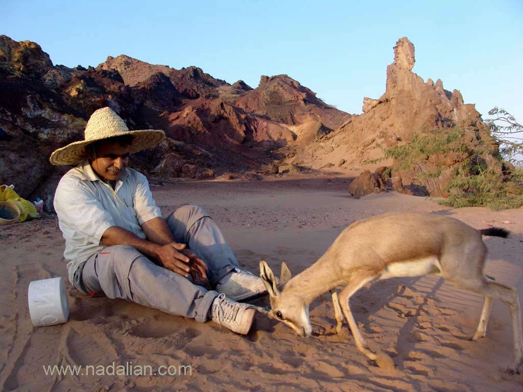 Play of deer with Ahmad Nadalian when he printing his cylindrical seals on the sand beach, Hormuz Island