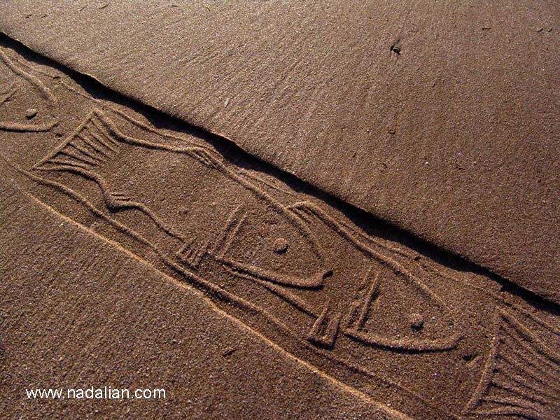 چاپ نقش ماهی با مهر استوانه ای، احمد نادعلیان، جزیره هرمز- سنگ مرغان، عصر روز 13 دیماه 1385